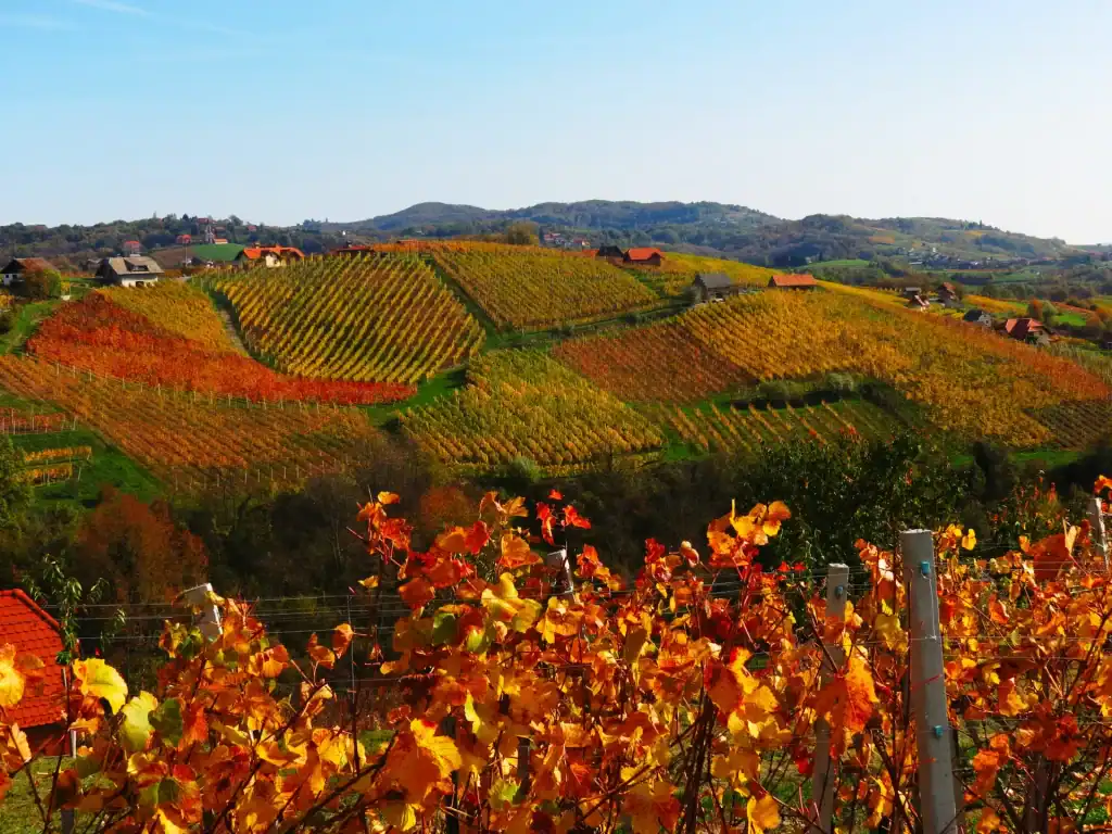Vinogradi jeseni Pečarič Meginc